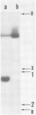 Table 1, footnote a. Complete genotypes of the infecting phagewere int4 red3 gam210 X+D123 susS7, b1453 X+D123 susR5,and red3 gam210 cI26 susP80 X+D123