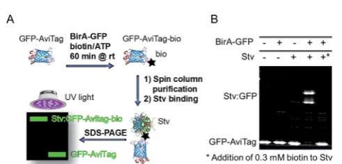 Fig. 1GFP-based biotinylation activity assay. (A) Schematic repre-biotin (0.5 mM) and MgCl1 h with recombinant BirA-GFP (0.3AviTag-bio is incubated with excess streptavidin (Stv) for 15 min at roomtemperature and subjected to SDS-PAGE