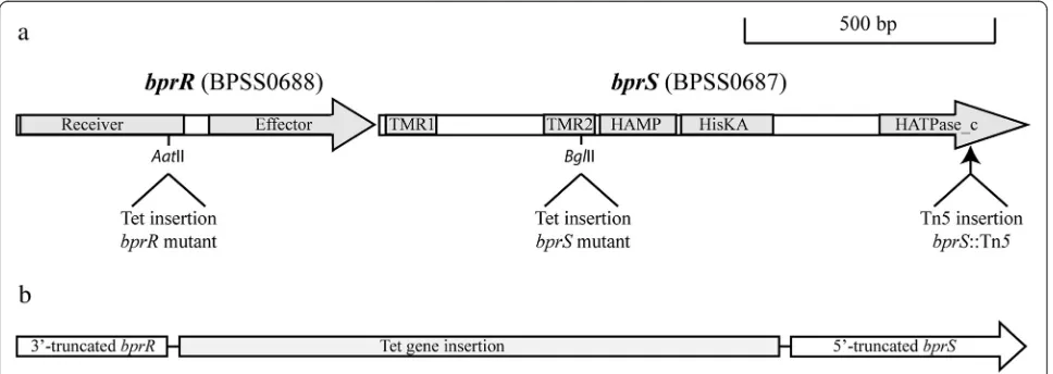 Fig. 1 Schematic representation of the bprR (bpss0688) and bprS (bpss0687) genes in the B