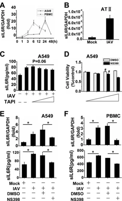 FIG 1 IAV induces sIL6R expression, and NS398 downregulates sIL6R. (A)A549 cells and freshly isolated PBMCs were infected with IAV A/Hong Kong/498/97 (H3N2) at an MOI of 1, and the cells were harvested at the indicatedtime points