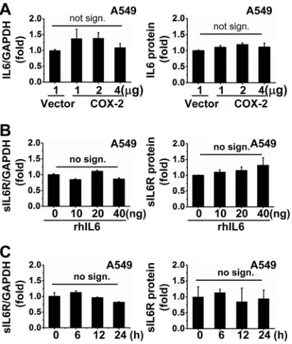 FIG 3 COX-2-regulated sIL6R expression is independent of IL-6. (A) A549cells were transfected with pCMV-COX-2 at the indicated concentrations for48 h