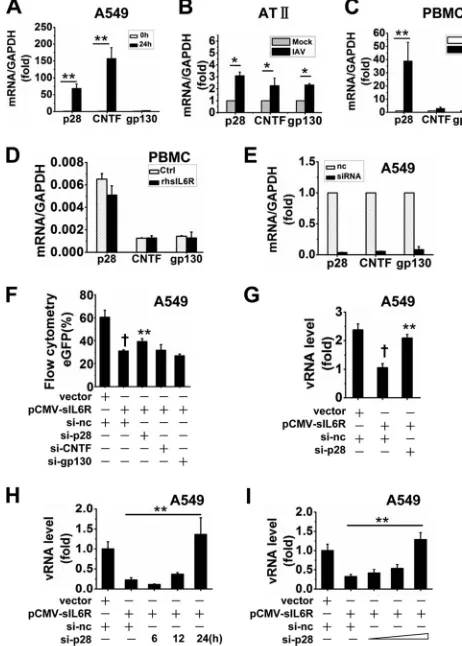 FIG 7 Effects of sIL6R on IRF3 and NF-transfected with pCMV-sIL6R or a control vector