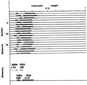 FIG. 9.fragmentrepresenting15.4 Diagrammatic representation of a number of R-loop structures formed between the EcoRI H andpolyadenylated cytoplasmic IE RNA