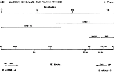 FIG. 12.EcoRISalISalI-BamHIandisolates Summary of the map locations of IE mRNA-4 and IE mRNA-5