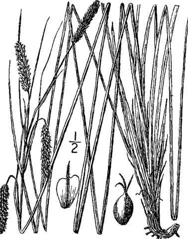 Figure 43.  Carex hyalinolepis (from: Britton & Brown 1913). 