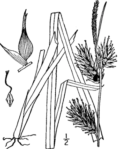 Figure 45.  Carex muehlenbergii (from: Britton & Brown 1913).  