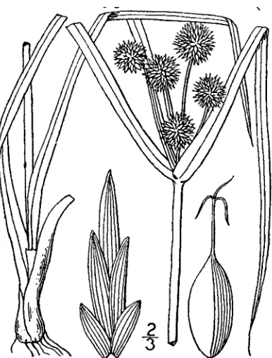 Figure 51.  Cyperus esculentus (from: Britton & Brown 1913).  
