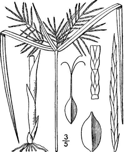 Figure 54.  Cyperus haspan (from: Britton & Brown 1913).  