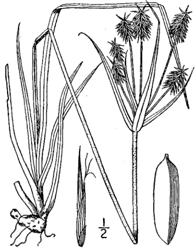 Figure 56.  Cyperus polystachyos (from: USDA NRCS 2010). 
