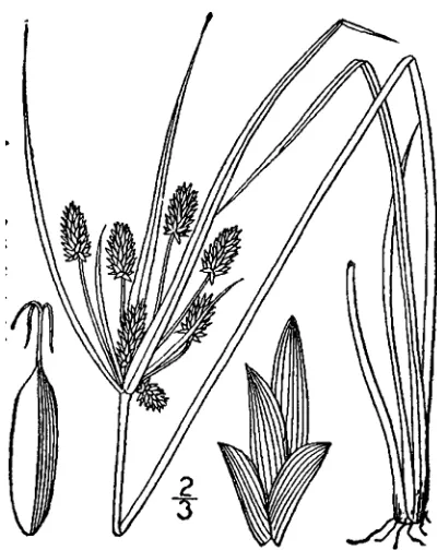 Figure 59.  Cyperus rotundus (from: Britton & Brown 1913).  