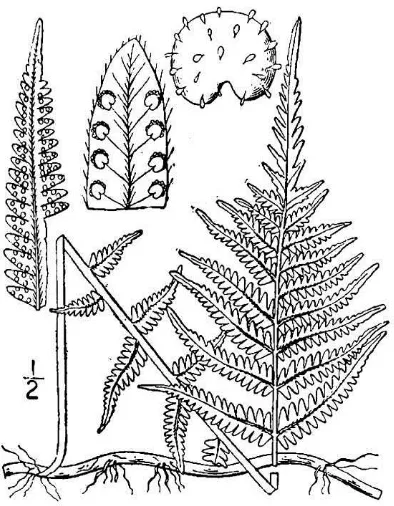 Figure 35.  Osmundastrum cinnamomeum (Britton & Brown 1913).  