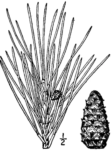 Figure 37.  Juniperus virginiana (Britton & Brown 1913).  