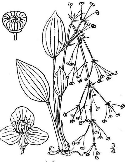 Figure 42.  Echinodorus cordifolius (Britton & Brown 1913).  
