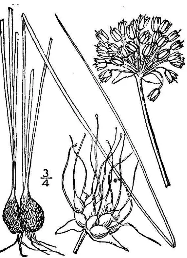Figure 44.  Allium cernuum (Britton & Brown 1913). 
