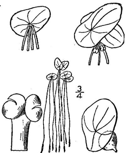 Figure 52.  Wolffia brasiliensis (Britton & Brown 1913). 
