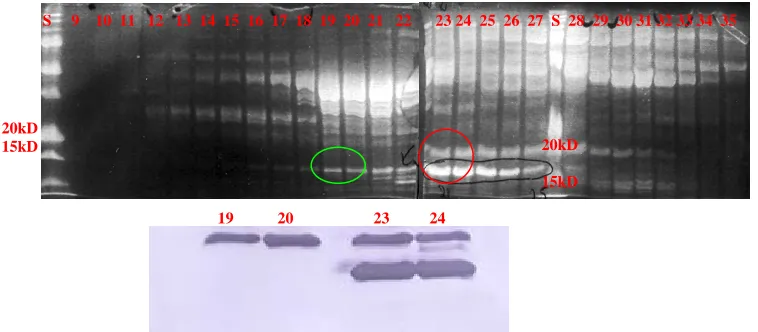 Figure 7                        .  SDS-PAGE of QFF Fractions and Western Blot.  Upper image is the SDS-PAGE of the fractions 