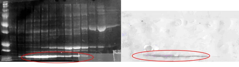 Figure 8. SDS-PAGE and Western Blot of QFF fractions after triple stop codon.  The left hand image represents the fractions containing H-Ras, with the triple stop codon, collected after QFF purification