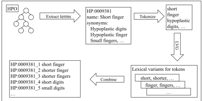 Figure 1: An example of lexical variants for the HPO term "HP:0009381 Short finger" 