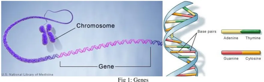 Fig 1: Genes  