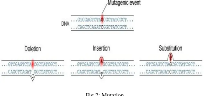 Fig 2: Mutation 