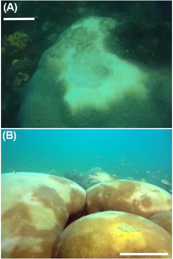 Figura 2. Ejemplares de corales enfermos: (A)  Siderastrea radians en Punta Perret; (B) Montastraea cavernosa en Porshoure (Fotografías: Barrios-Garrido, 2012)