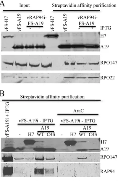FIG 6 Western blots of A19-interacting proteins. (A) BS-C-1 cells were in-fected with vFS-A11 or vFS-A19 virus at 3 PFU/cell for 16 h