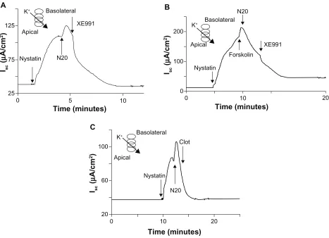Figure 3 The effects of N20 on basolateral membrane Kbasolateral. C+ currents. A) N20 10 µg/mL apical activated K+ currents