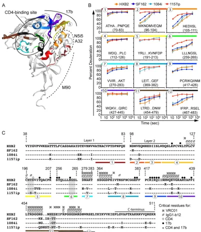 FIG 7 Summary of isolate-speciﬁc differences in conformational dynamics and primary sequence for peptides involved in conformation-dependent antibodyepitopes