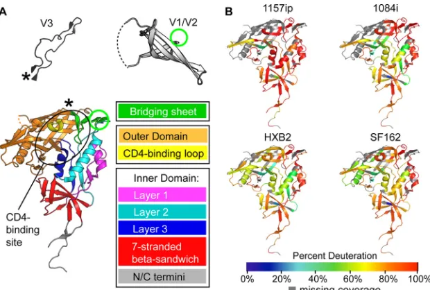 FIG 2 Summary of isolate-speciﬁc differences in unliganded gp120 conformational dynamics