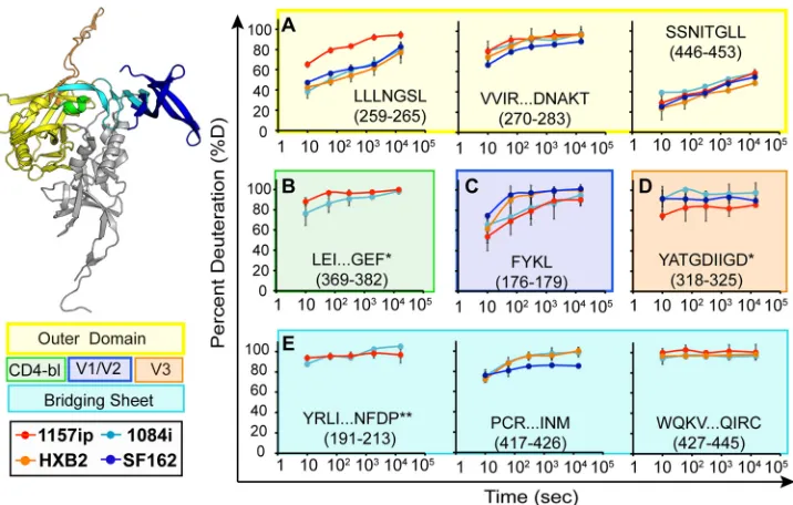 FIG 4 Deuterium exchange proﬁles for the homologous outer domain, bridging sheet, and variable loop peptides