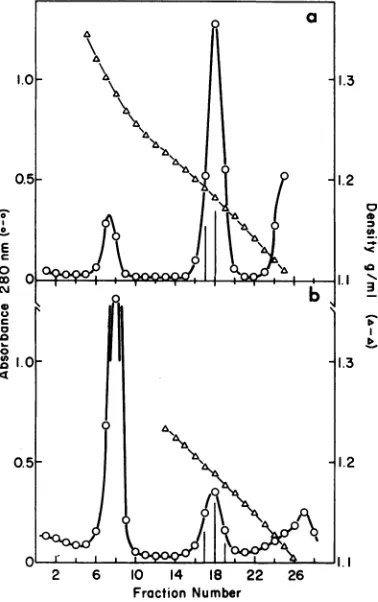 FIG. 3.HBsAgHBsAgmlantigen-containingSW40tratedandscribedminedofsioncentrifugationwereandance the Isopycnic centrifugation ofGSHsAg (a) or (b) in CsCl