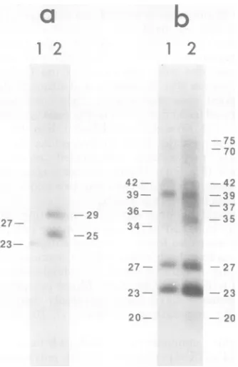 FIG. Polypeptides4ticle 6. of GSHsAg an preparations. Purifiedpreparatic)ns
