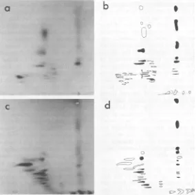 FIG. 7.darkenedcorrespondinglabeledby(b) the Diagram Tryptic 'LI-labeledpeptide maps ofthe majorpolypeptides ofHBsAg and GSHsAg radioiodinated Bolton-Hunter method