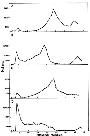 FIG. 10.gradientsthymidinein(Bwere the and Sedimentation analysis ofthe effects ofphosphonoacetic acid addition to HSV-infected cells