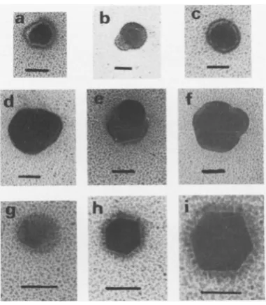FIG. 11.pared Electron micrographs of from cells infected with HSVwcad