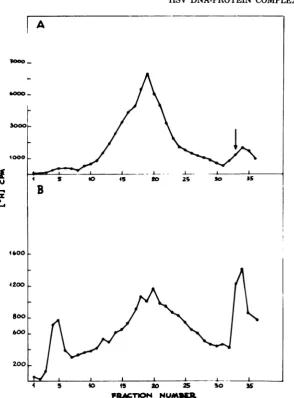 FIG. 2.positionsampleextractionwereas described Sedimentation velocity profiles of HSV-infected cellular (A) or nuclear (B) extracts