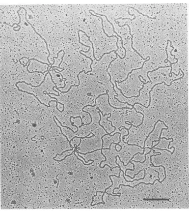 FIG. 3.(17) Electron micrograph ofan intact HSVDNA moleculepresent in the NPCpreparation