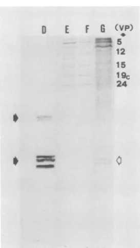 FIG. 6.positionmodifiedtidesH3, H4,B,rowsandthe and Electrophoretic analysis of the polypep- present in the NPC after electrophoresis on gels and staining