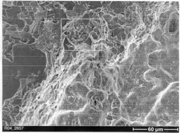 Fig. 8  Creep-related crack extension on specimen E 63.23 