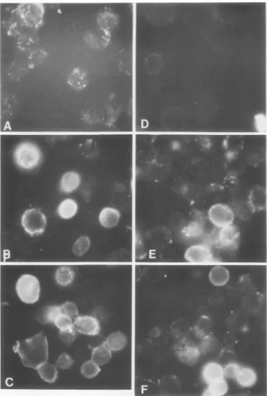 FIG. 6.examined(E)Uninfected The presence of viral antigen on the membranes of persistently infected cells