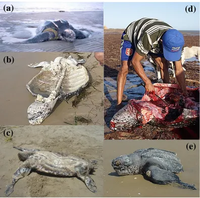 FIGURE 2.  Stranded Leatherback Turtles (Dermochelys coriacea) in the Gulf of Venezuela with evidence of interaction with human impacts