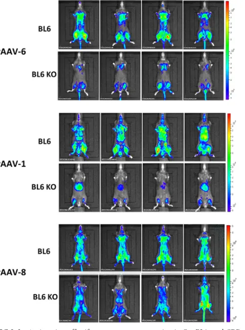 FIG 1 rAAV-6 is more efﬁcient in the control C57BL/6 mice than in CRP-deﬁcient mice. Mice received intravenous injections of increasing doses ofrAAV-6 (1 � 10E10, 5 � 10E10, and 2.5 � 10E11 vg of rAAV-6 coding forMuSEAP)