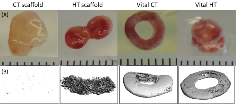 Fig. 2. (A) Overview of methods involved in converting cartilage tissue (CT) and hypertrophic cartilage tissue (HT) constructs to porous CT and HT derived scaffolds