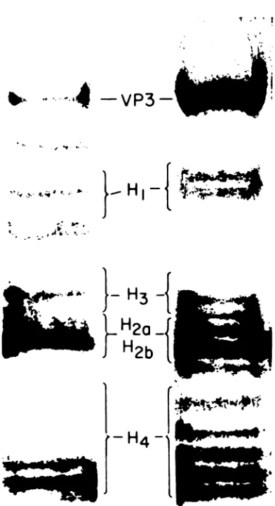 FIG. 2.precursorsgradientresismatin Acid-urea-polyacrylamide gel electropho- of histone modification patterns in SV40 chro- (left column) and SV40 virions and virion (right column) isolated from a sucrose as described previously (6).