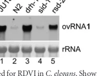 FIG 4 rrf-1mulation of Orsay virus RNA1 (ovRNA1) in wild-type N2 worms and RDVI-defective mutants carrying single or double mutations as indicated