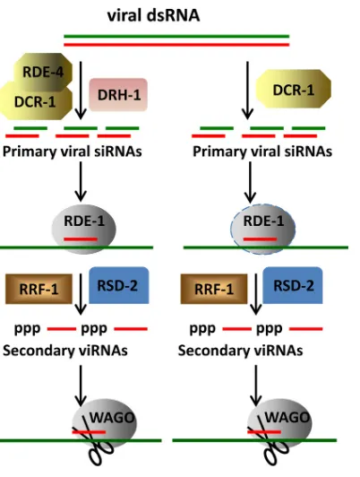 FIG 7 Working model for rde-4-dependent and rde-4-independent antiviralsilencing in C