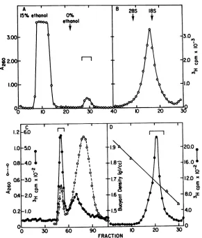 FIG.FRACTIONSampleRFexaminedindicateofinbracketed(brackets) the the 1. Purification of 3H-labeled polio RF