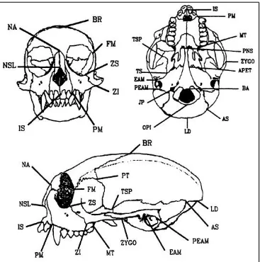 Figure 4.1 Cranial Landmarks (on cotton-top tamarin crania)  (Marriog & Cheverud, 2001) 