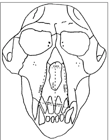 Figure 4.3 Measurements by Cheverud & Buikstra – anterior view (on rhesus macaque  crania) (Richtsmeier et al., 1984) 