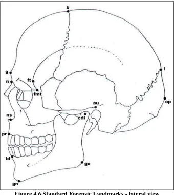 Figure 4.6 Standard Forensic Landmarks - lateral view   (Moore-Jansen et al., 1994) 